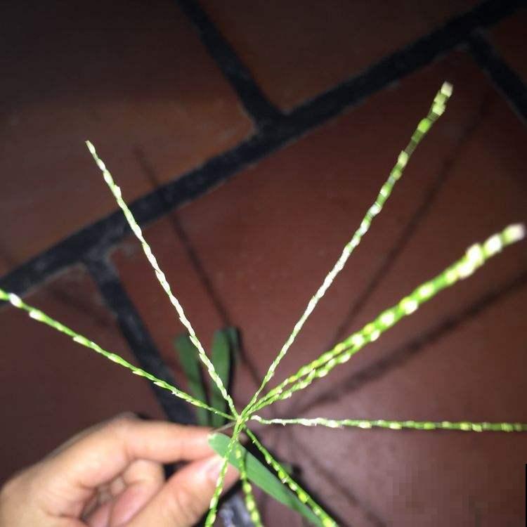 路边常见的野草马唐，是家畜最爱的小零食，种花盆里也有趣！