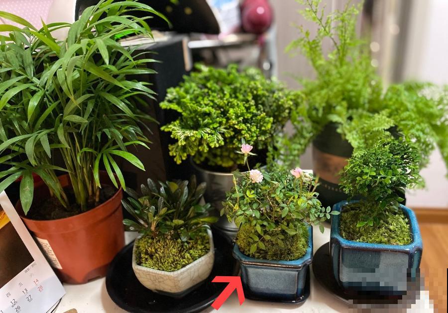 养了3年的月季，只有巴掌大，天热一直开花！