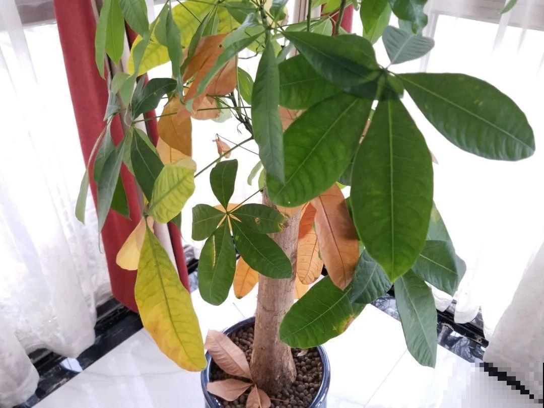 花一到春天就蔫巴，那是浇水浇少了，赶紧补水