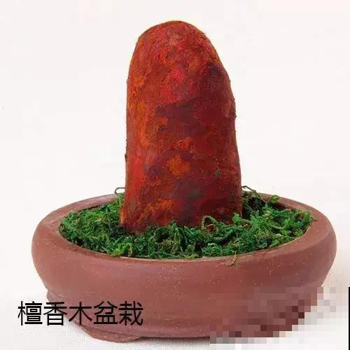 春天买花要注意，6种花千万别买，都是骗人的！