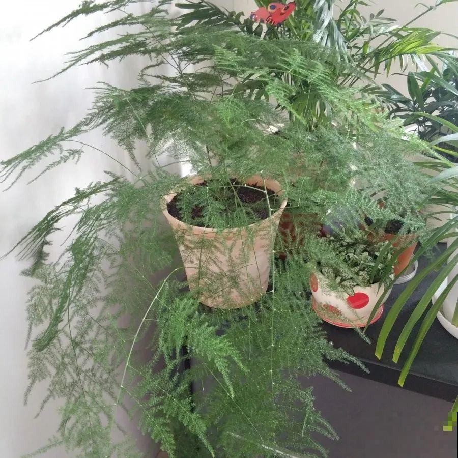 在家自制壮根水，7天浇一次，养出白胖萝卜根！