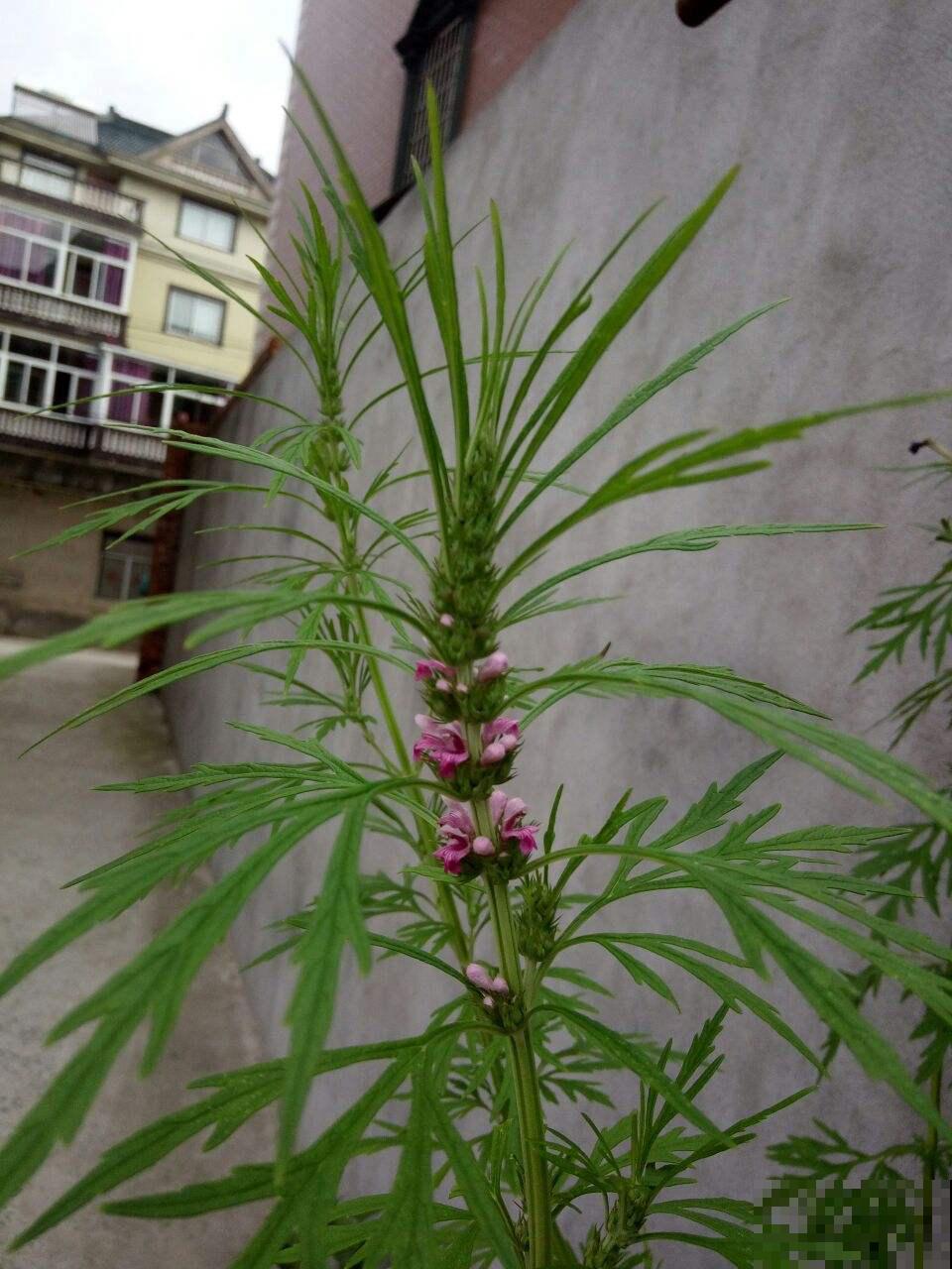 野生益母草能吃吗？看见赶紧采回家，能赏能吃作用大！