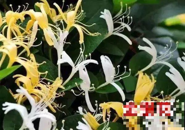 20种有毒花，看见绕道走，千万别去碰！