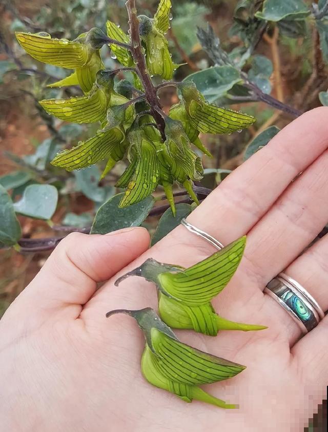 18种小众花，有趣的人都在养，开花绝对惊艳！