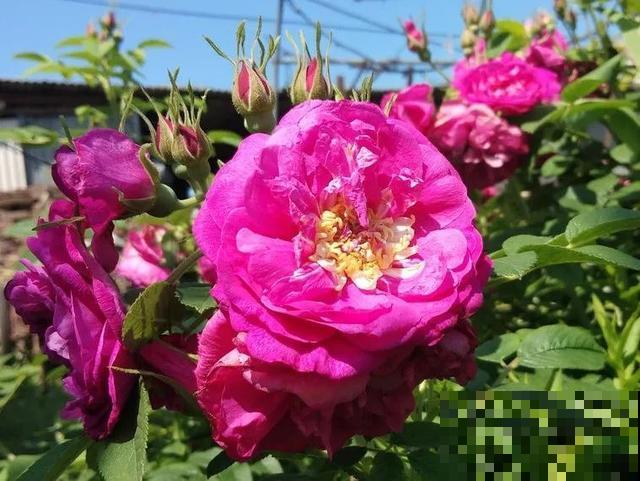 人养花，花也养人，9种花能治病，连医生也爱养！
