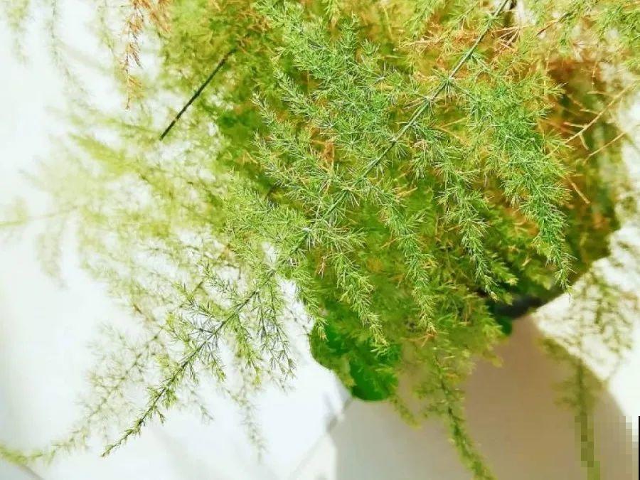 10种花，春天不能晒，躲屋里最安全！