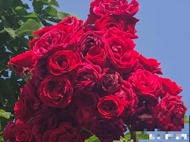 人养花，花也养人，9种花能治病，连医生也爱养！
