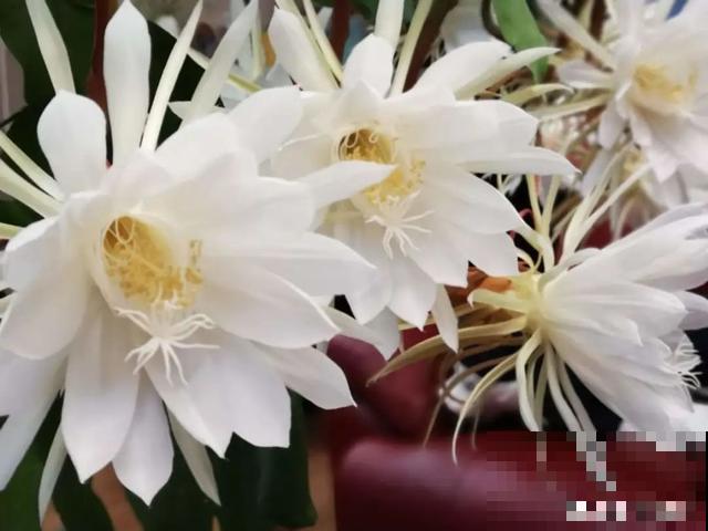 人养花，花也养人，9种花能治病，连医生也爱养！