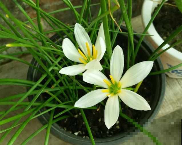路边一种“韭菜”花，种盆里太养眼，一淋雨就开花！