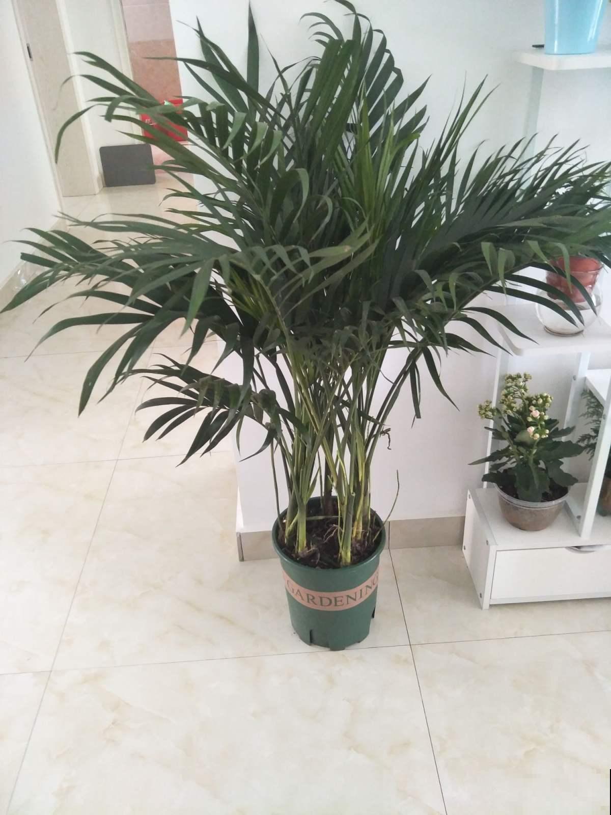 最坚挺的植物就属散尾葵，一年四季不黄叶，给点水就绿得晃眼！