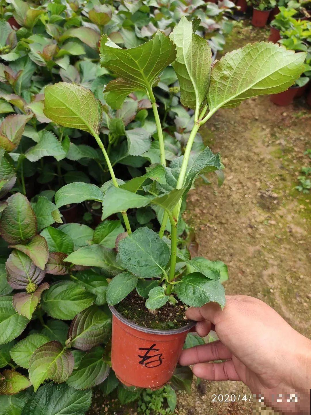 25种最漂亮的绣球，光不好也能开爆盆，春天必须来一盆！