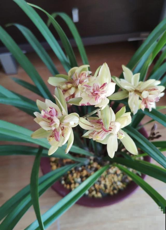 6种兰花，一开花香飘满屋，越养越值钱！