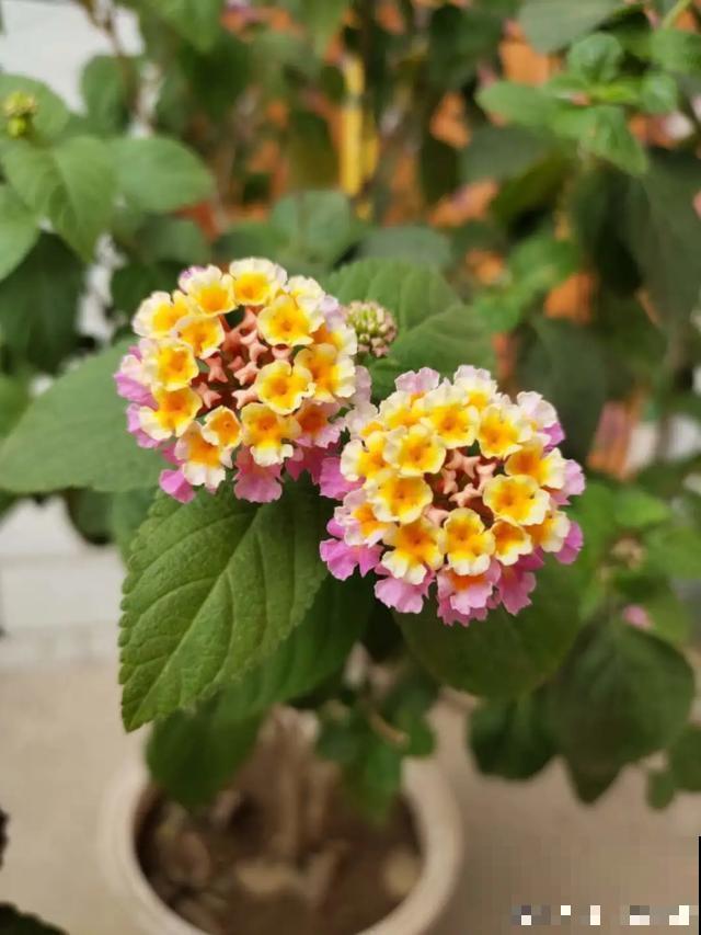 阳春三月，出门踏青，原来有这么多漂亮花！