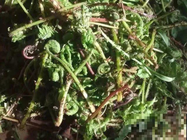 66种野菜辨别图，再不挖点尝尝，下个月就老了！