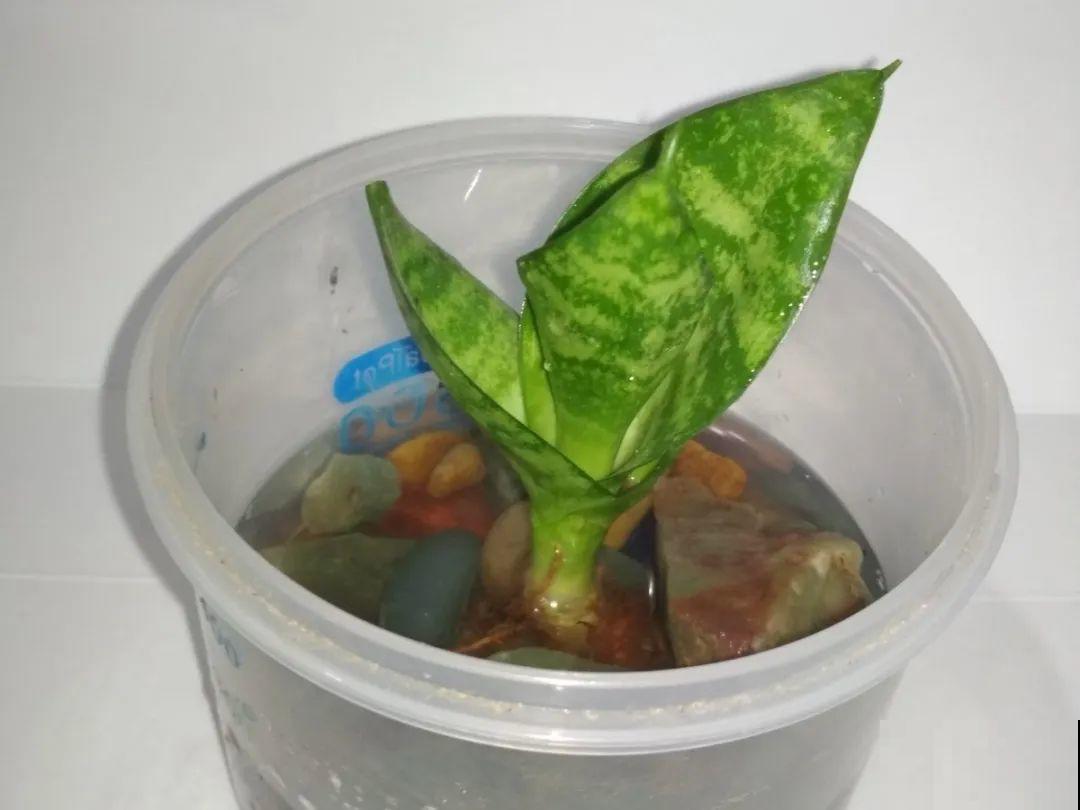 10种花，最怕换盆，换完活不过3天！