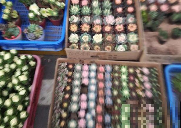 花市看到这种多肉，扭头就走，不要花钱买！