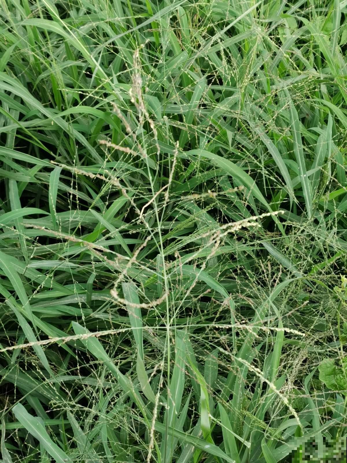 路边常见的野草马唐，是家畜最爱的小零食，种花盆里也有趣！