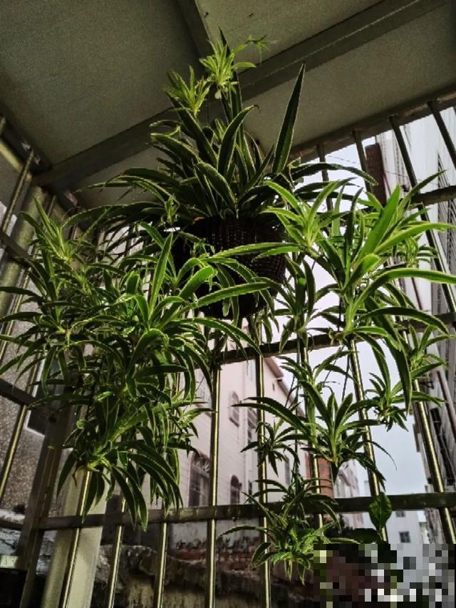 6种花，一定要吊起来养，开花像瀑布，看着真过瘾！