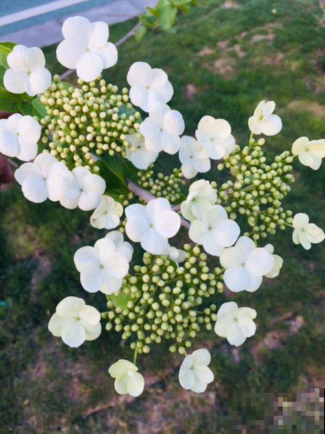 琼花开花真奇妙，大花围着小花绕，一丛花密得能压弯枝！