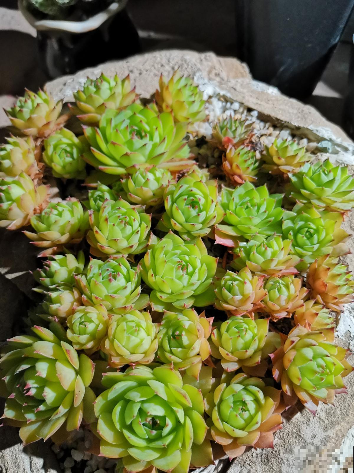 9种花，浇水越多容易烂根，不浇水反而蹭蹭长疯了