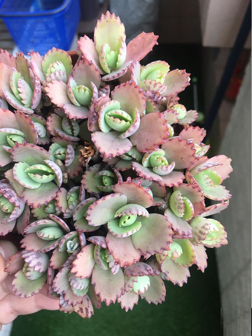 野外挖了一棵漂亮植物，一年繁殖上百盆，亲戚朋友都分遍了！