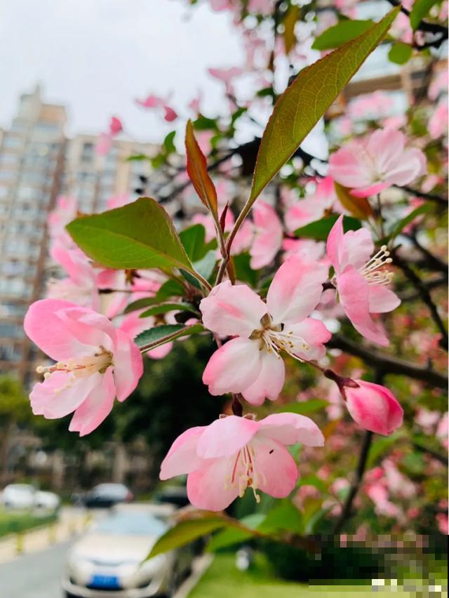 阳春三月，出门踏青，原来有这么多漂亮花！