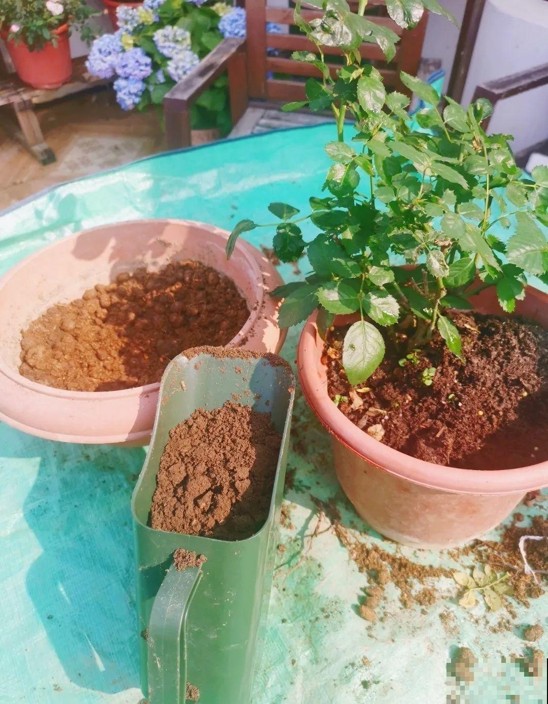 20种自制营养土，肥的流油，不用花钱买！