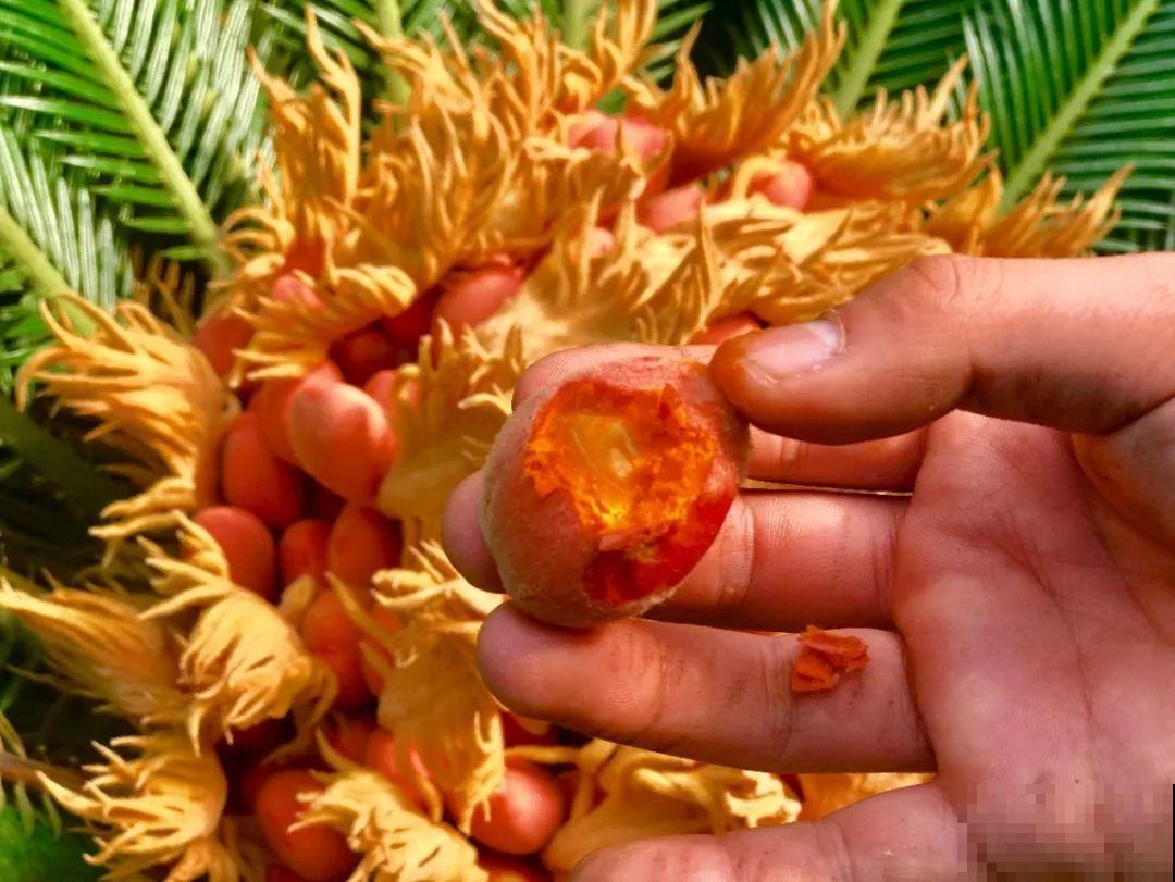 20种有毒花，看见绕道走，千万别去碰！