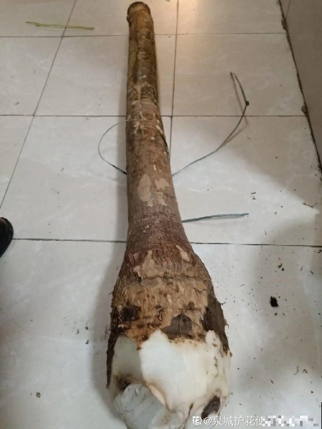 1粒小药片，碾碎丢水里，花像吃了兴奋剂疯长！