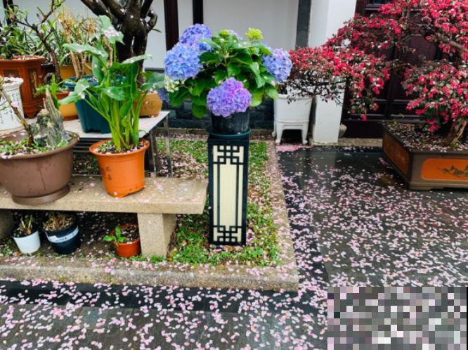 她家院子美得像仙境，海棠梅花开满树，满地都落花瓣雨！