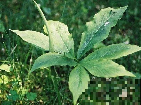 20种有毒花，看见绕道走，千万别去碰！