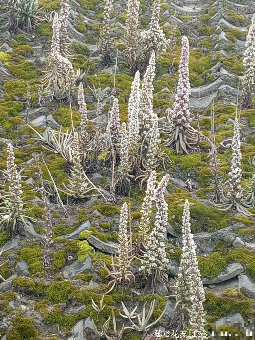 7种花，一开花就是一片花海，太震撼！