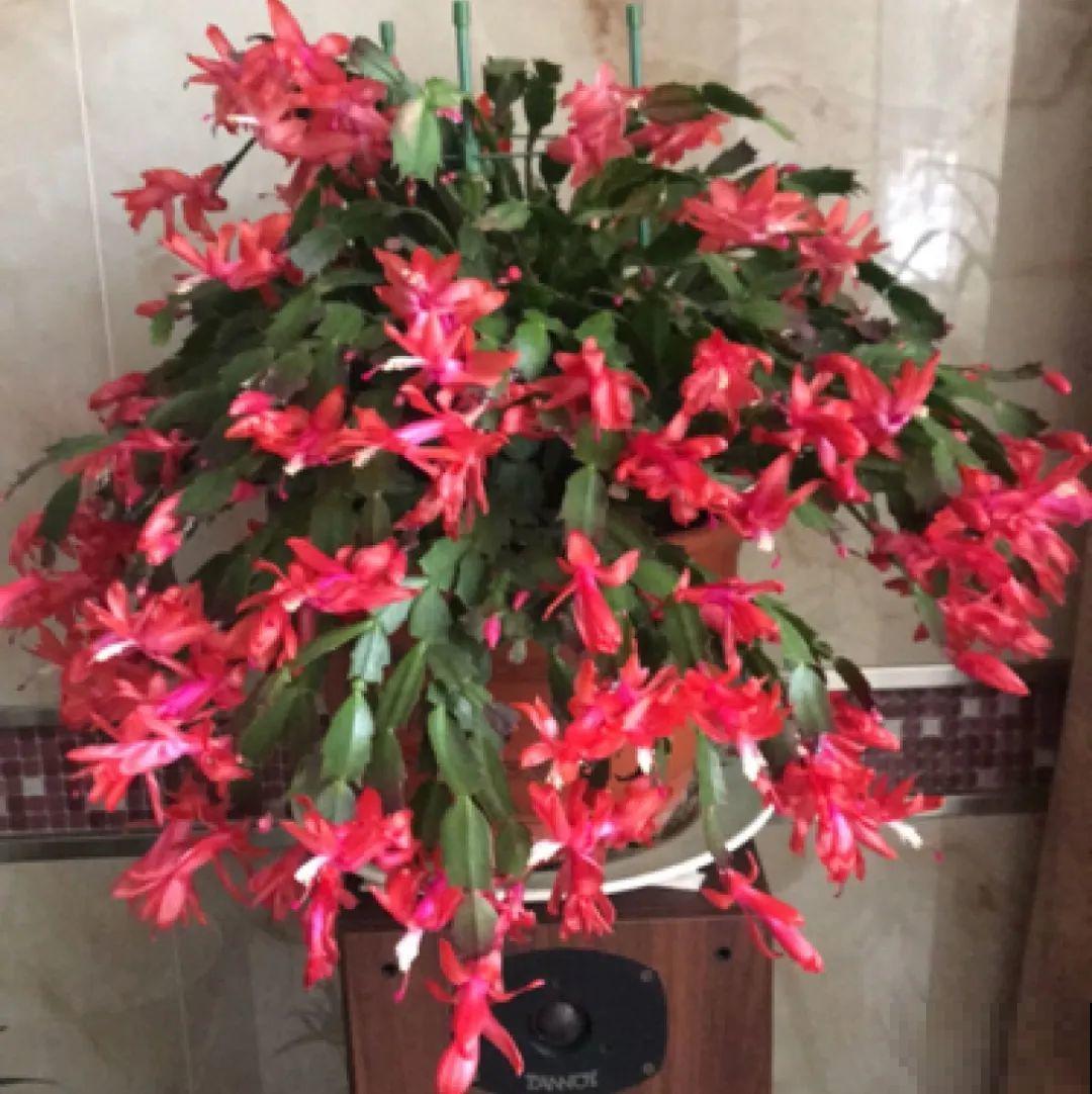 10种耐旱植物，平时少浇水，开花更准时！