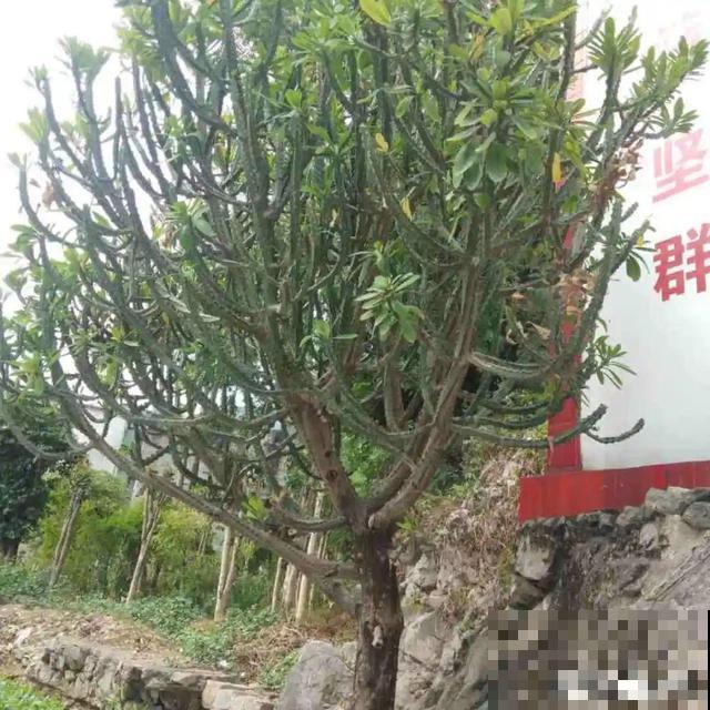 6种花能养成巨无霸，摆在家门口，路过的都称奇！