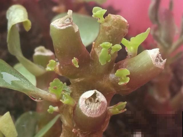 嫌花长得丑，趁现在砍头，2个月脱胎换骨！