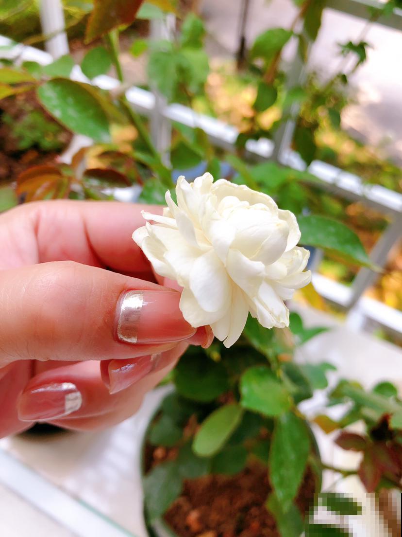 想让家里的花更香？这几个技巧学会后，家里像打翻香水瓶！