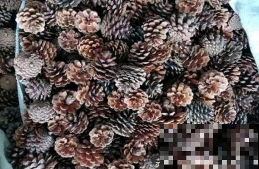 花盆里垫上一样小东西，可以预防烂根，咋浇水都没事！