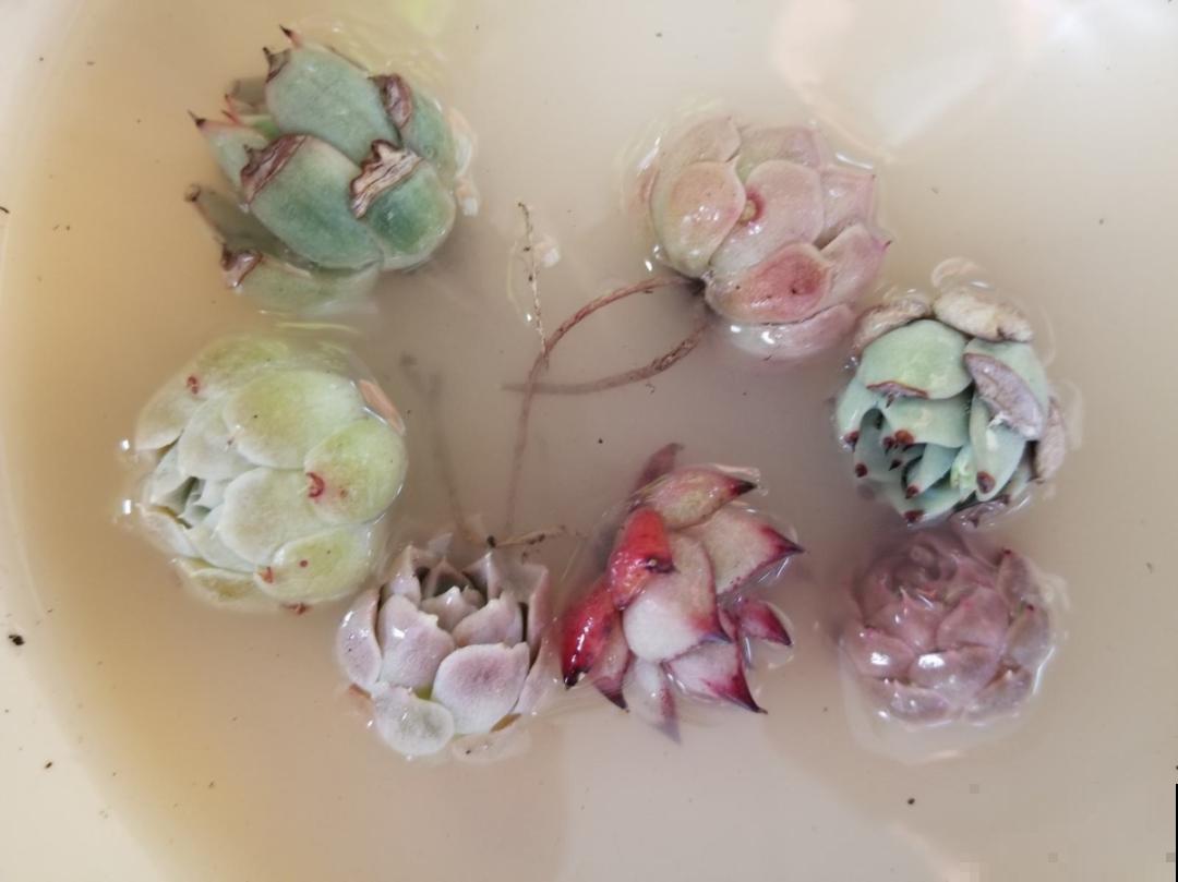 注意，绣球出现这种情况不能换盆，小心换完就死！