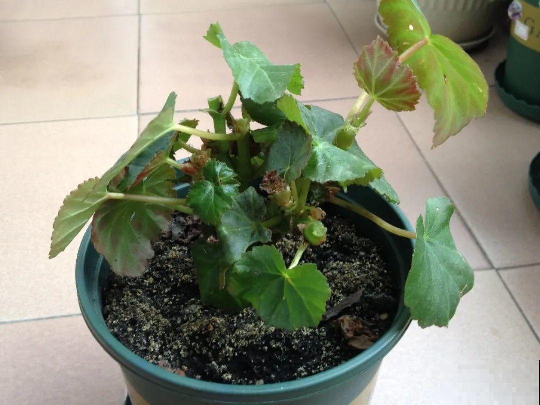 8种花，开完花别急着丢，剪一刀还能继续开