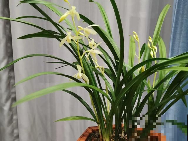 6种兰花，一开花香飘满屋，越养越值钱！