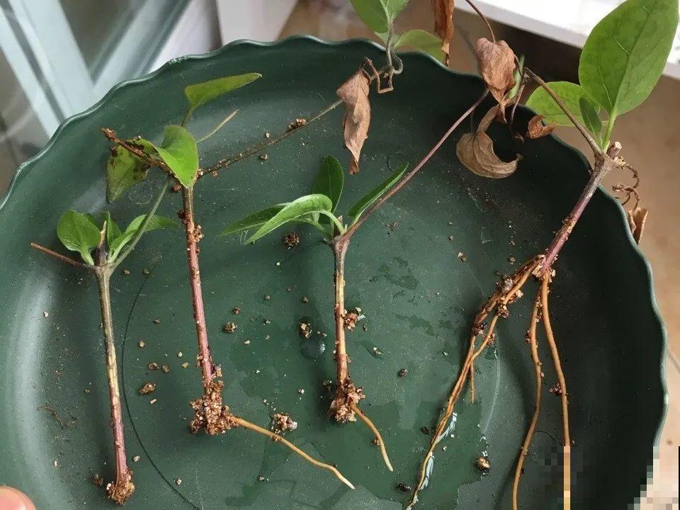 20种常见花，扦插方法大全，不用再花钱买了！