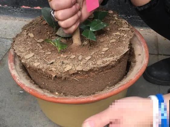 春天给花埋点它，就不用换盆了，保证土肥得流油！