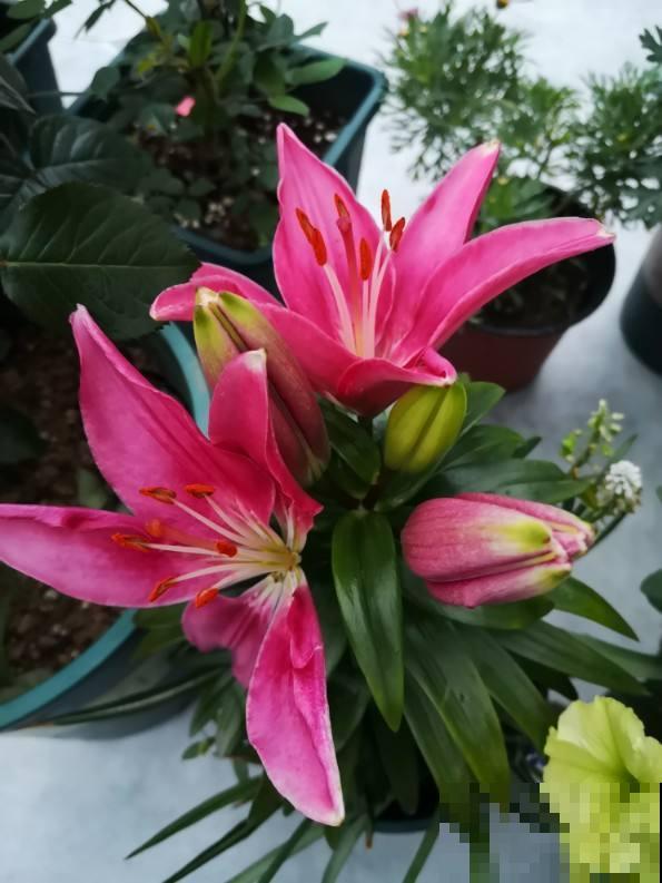 一间房一盆花，屋里像是喷了香水，清新空气还杀菌