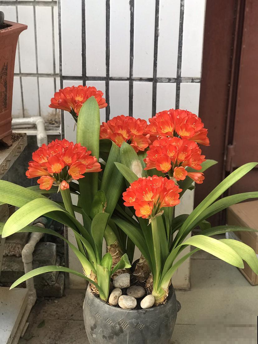 院子一半强光一般阴凉，那就养这6种花，喜阳耐阴好养活！