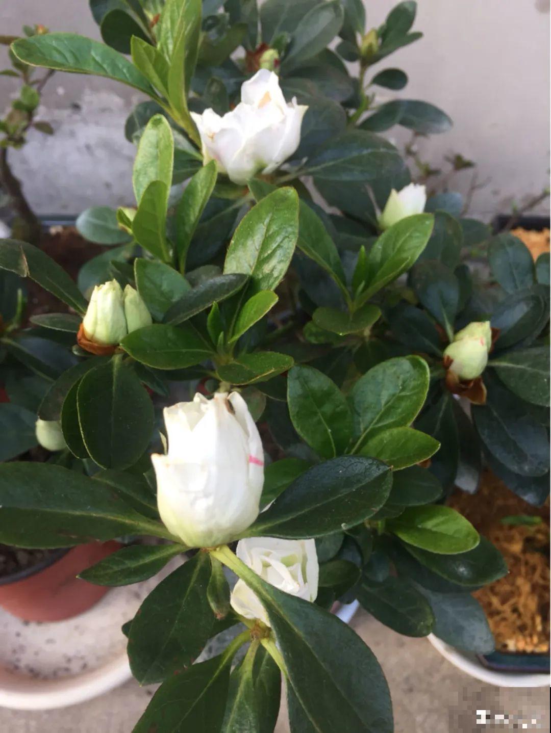 给花喝点它，花芽摁都摁不住，呼呼开花