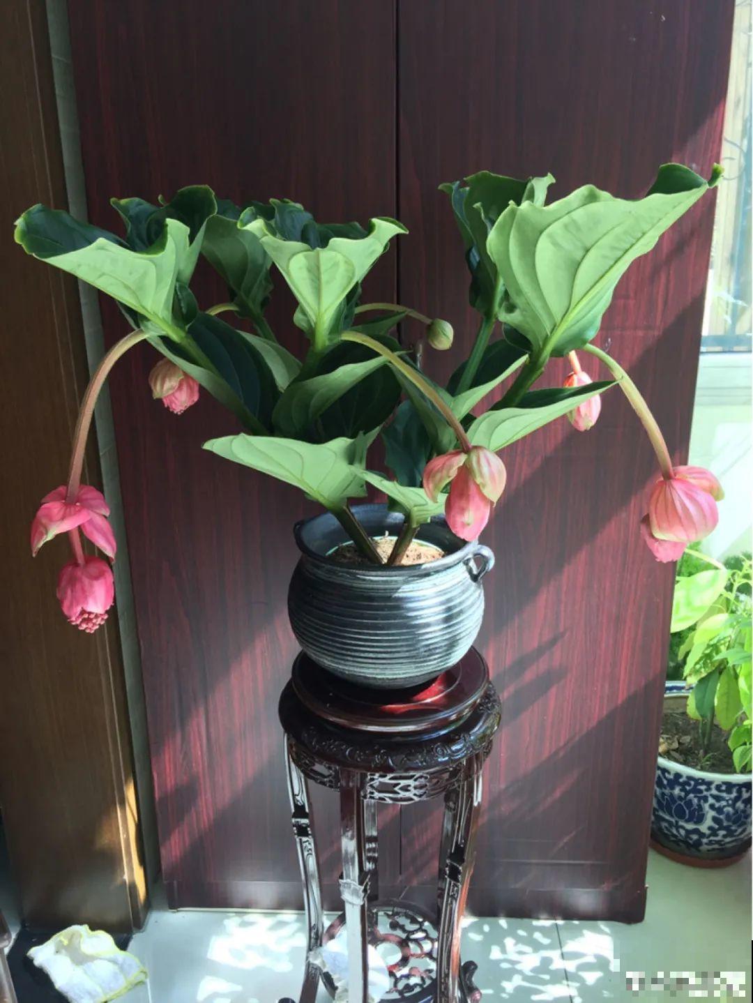 客厅养盆“贵妇花”，耐阴开花200天，特有气质！