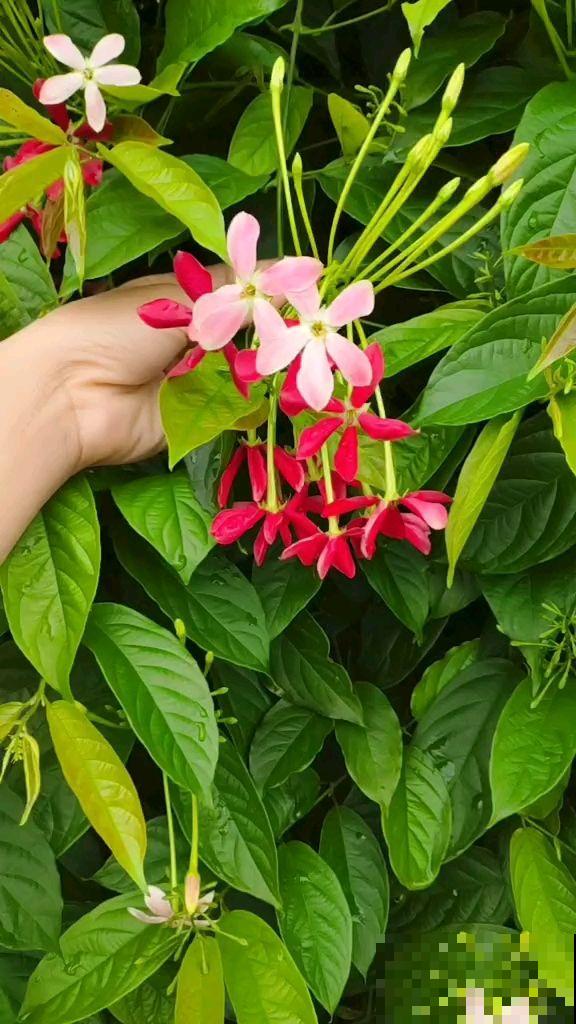 使君子这植物听过吗？绝对是花中美人，一开花倾倒万千花友！