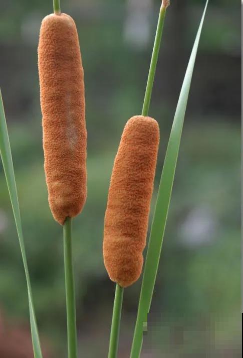 10种爱喝水的花，1天1大桶，反而越来越疯长！