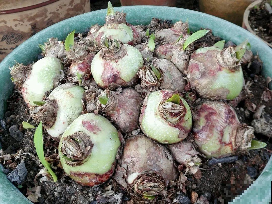 8种花，开完花别急着丢，剪一刀还能继续开