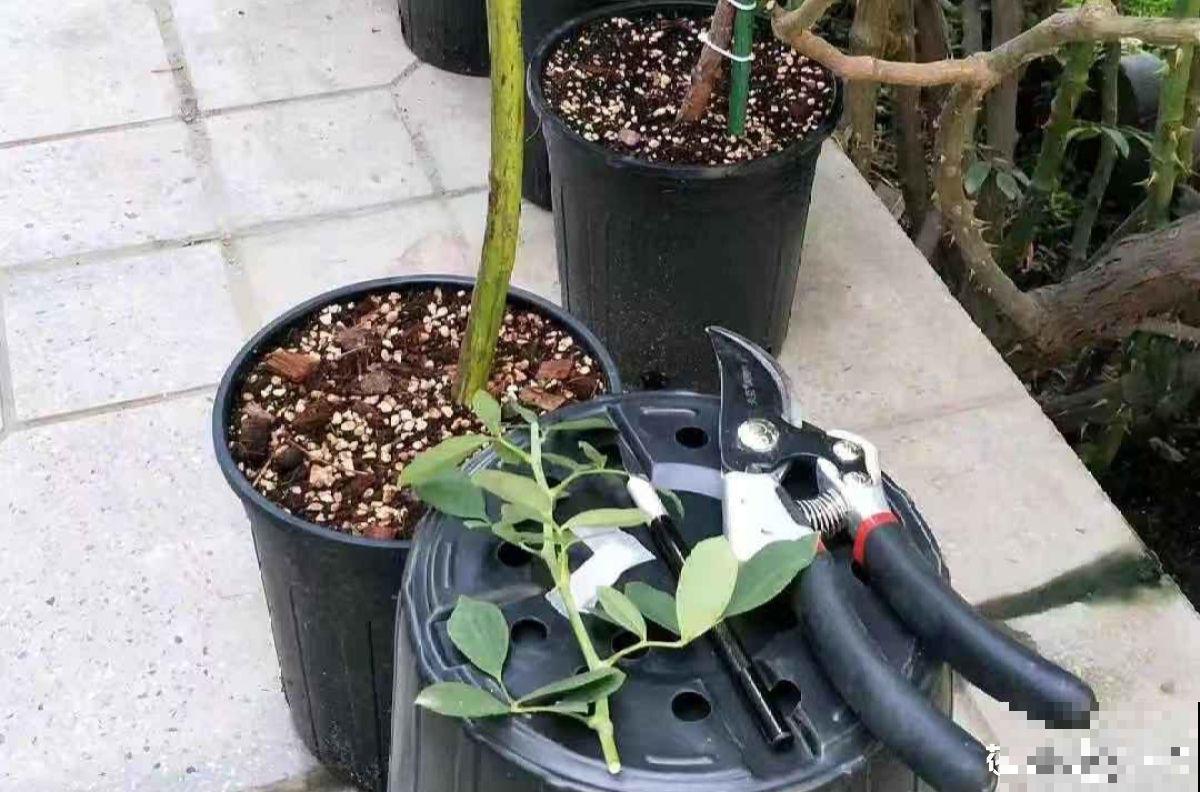 月季剪根枝条，绑在光杆子上，2年长成棒棒糖！